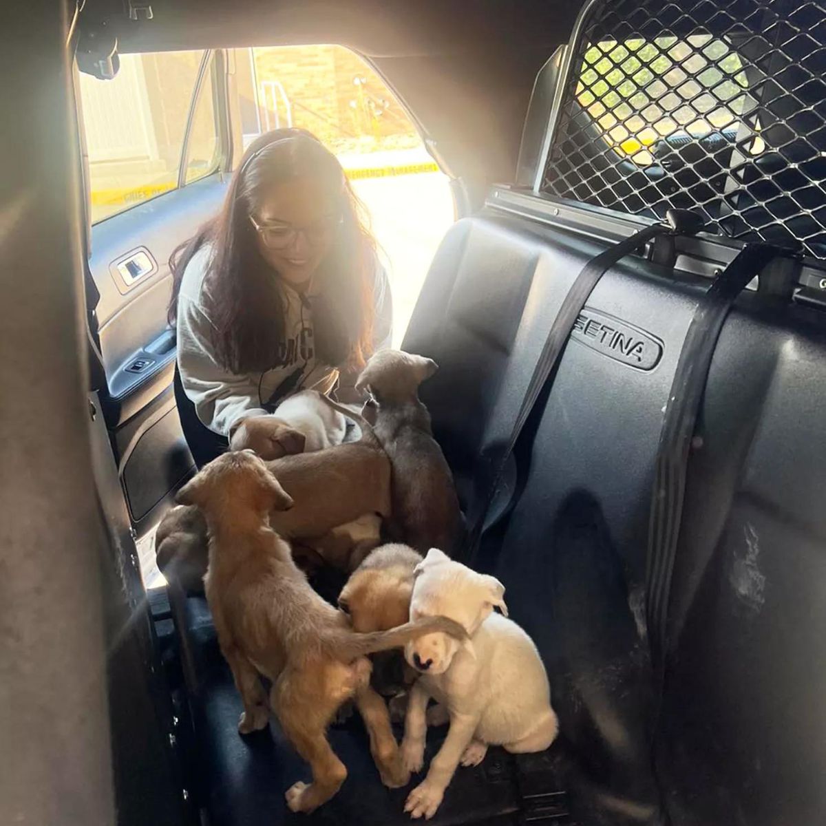 persona subiendo cachorros al coche