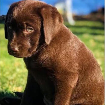 cachorro en la hierba