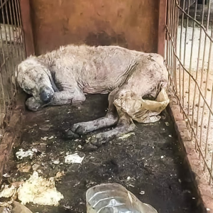 Perro en mal estado