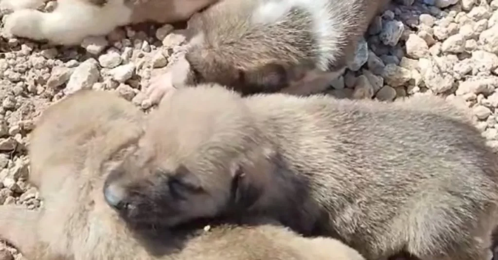 familia de perros rescatada
