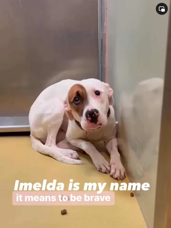 Imelda asustada en el refugio