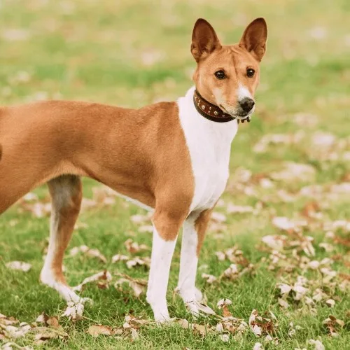Chó Basenji – imagen