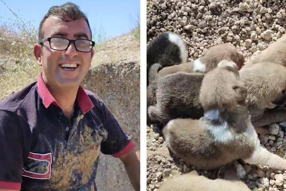 perros rescatados
