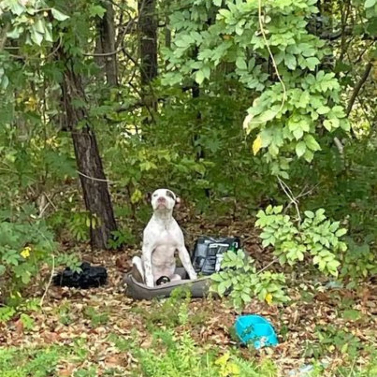 Perro abandonado en el bosque