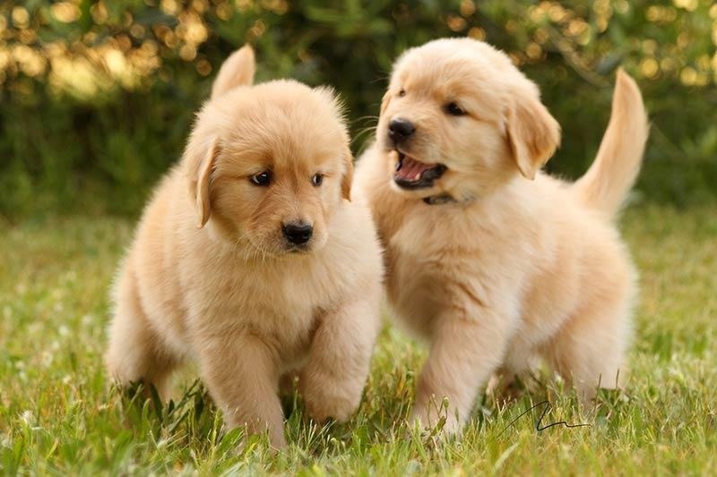 Cachorros recibiendo cuidados