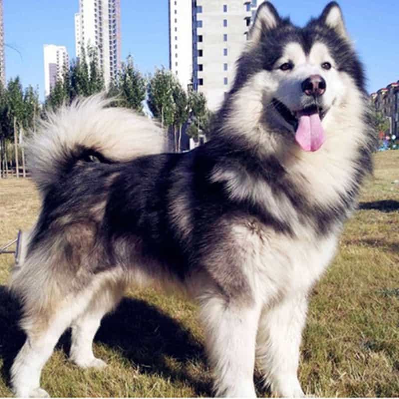 Imagen de perro