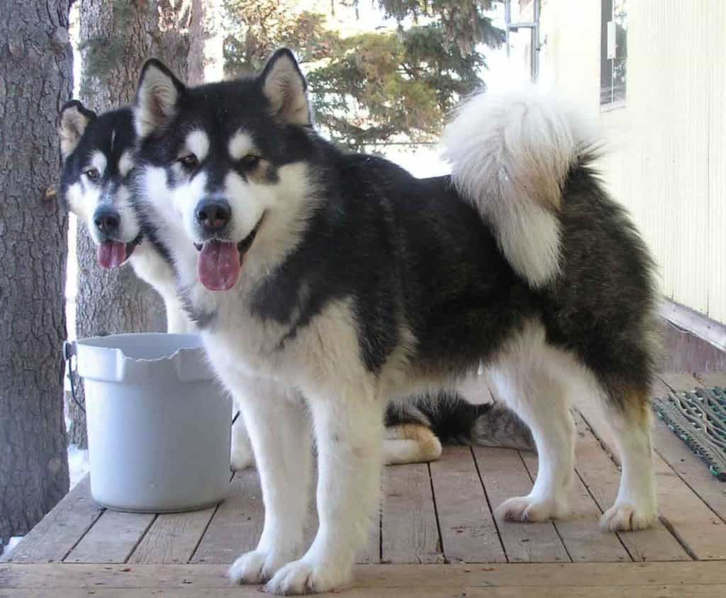 Imagen de perro