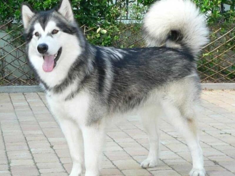 Imagen de perro
