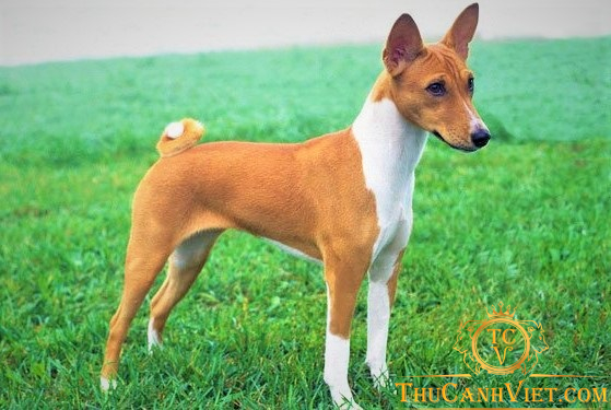 Basenji
