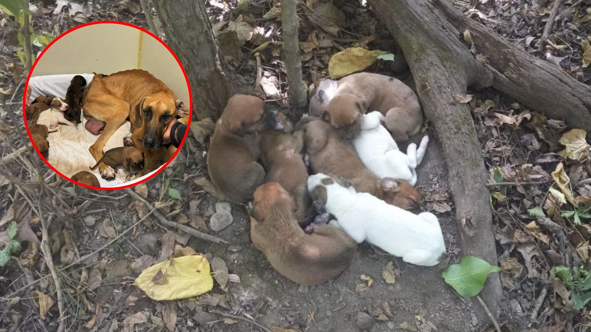 pareja de excursionistas descubriendo cachorros