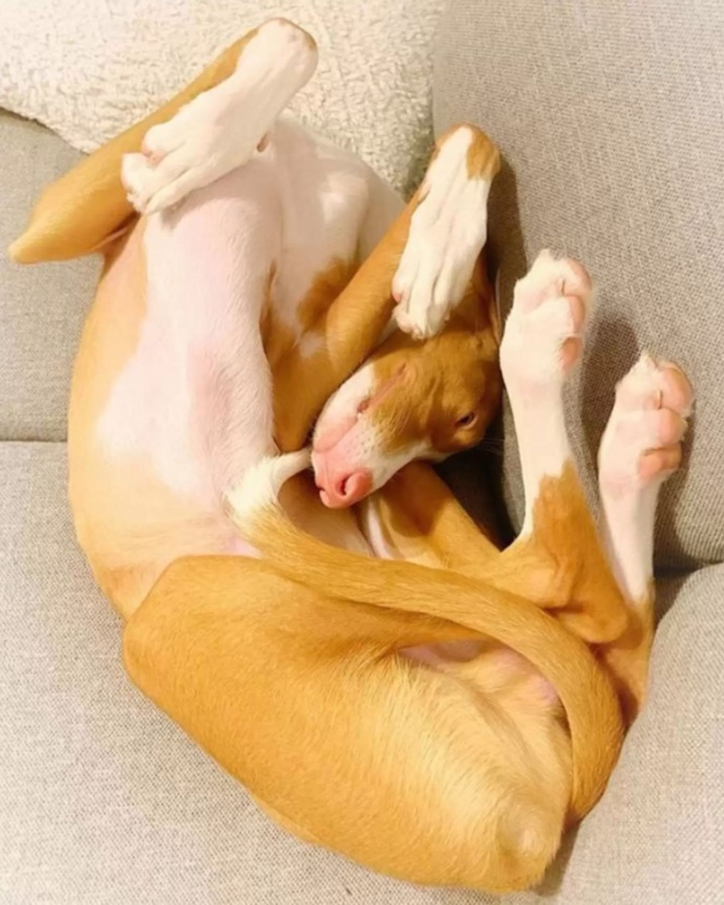 dog on couch