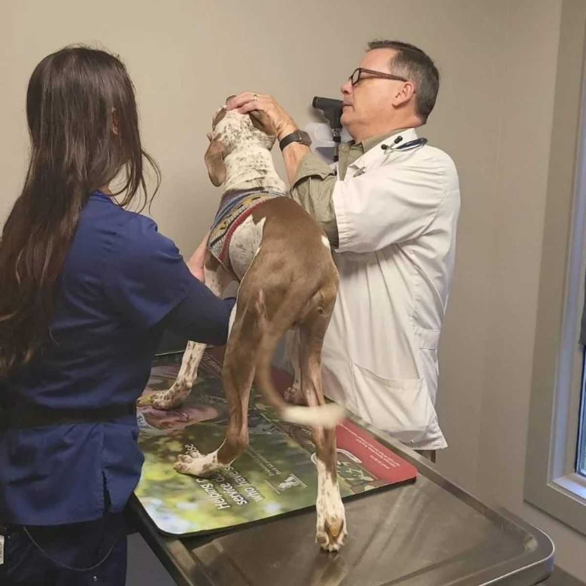 Perro en el veterinario