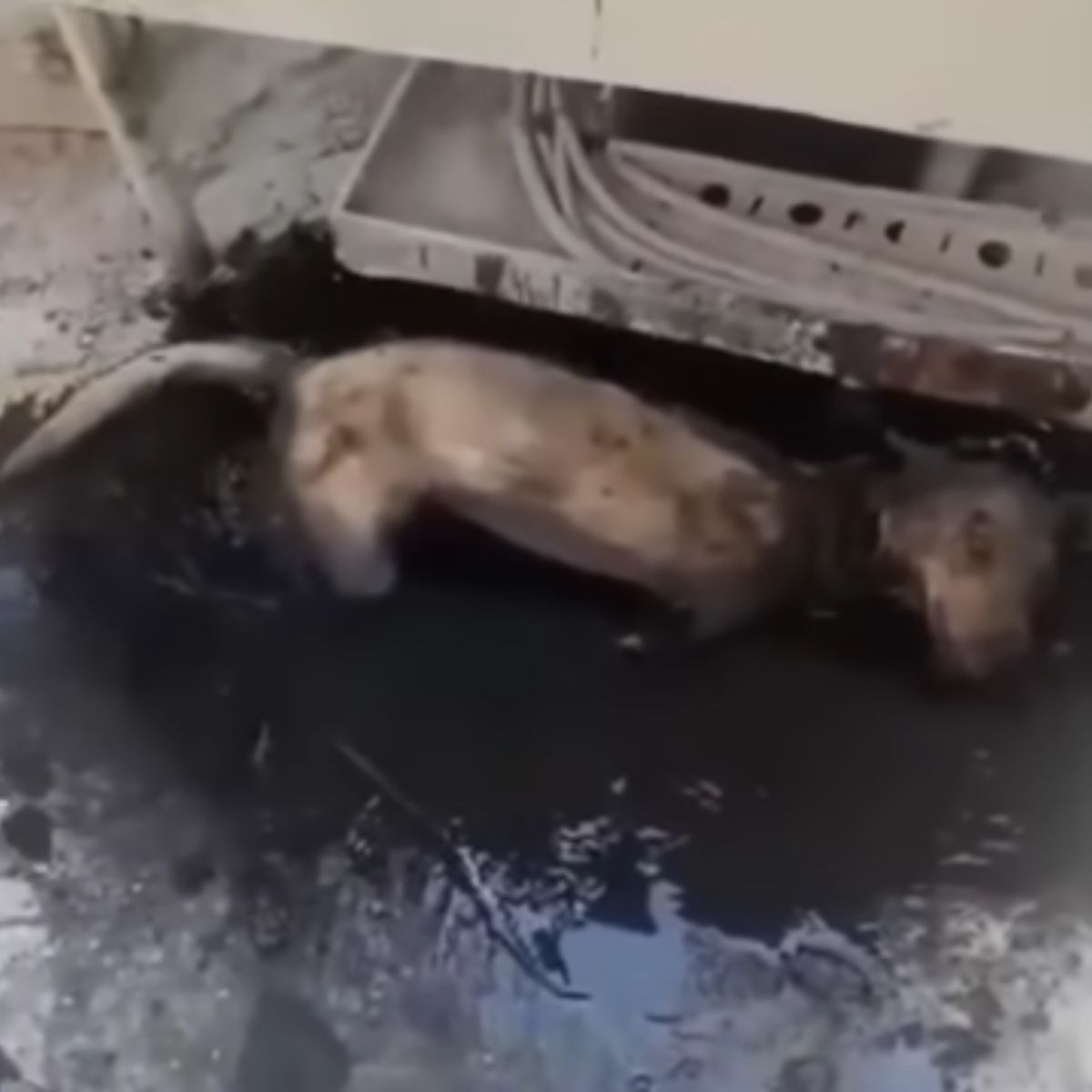 Perra atrapada en asfalto
