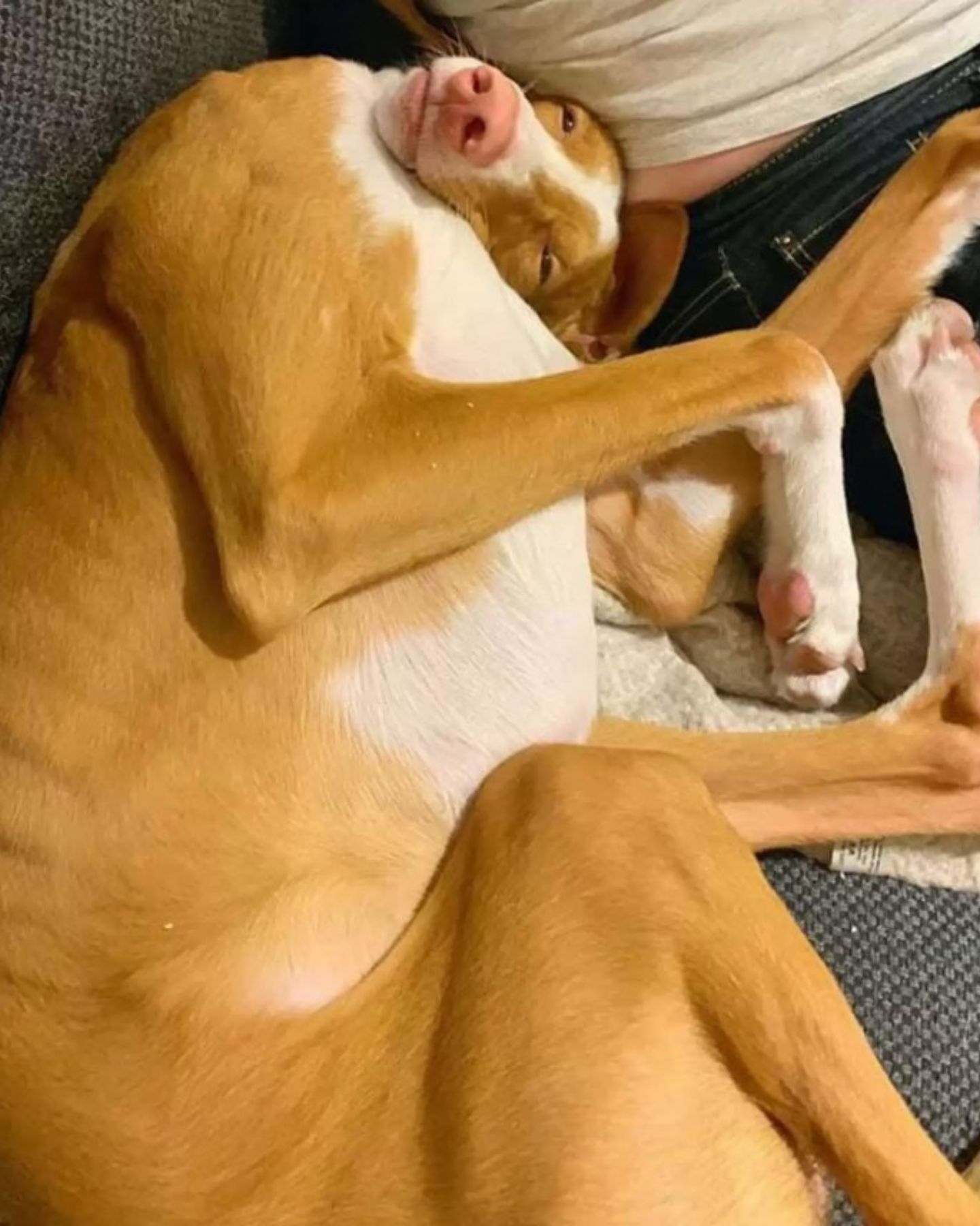 creepy sleeping dog