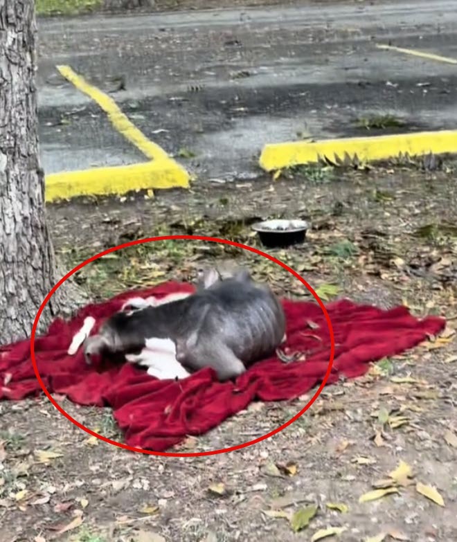Cachorros acurrucados