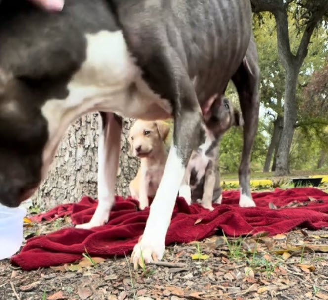 Perra y sus cachorros recuperados