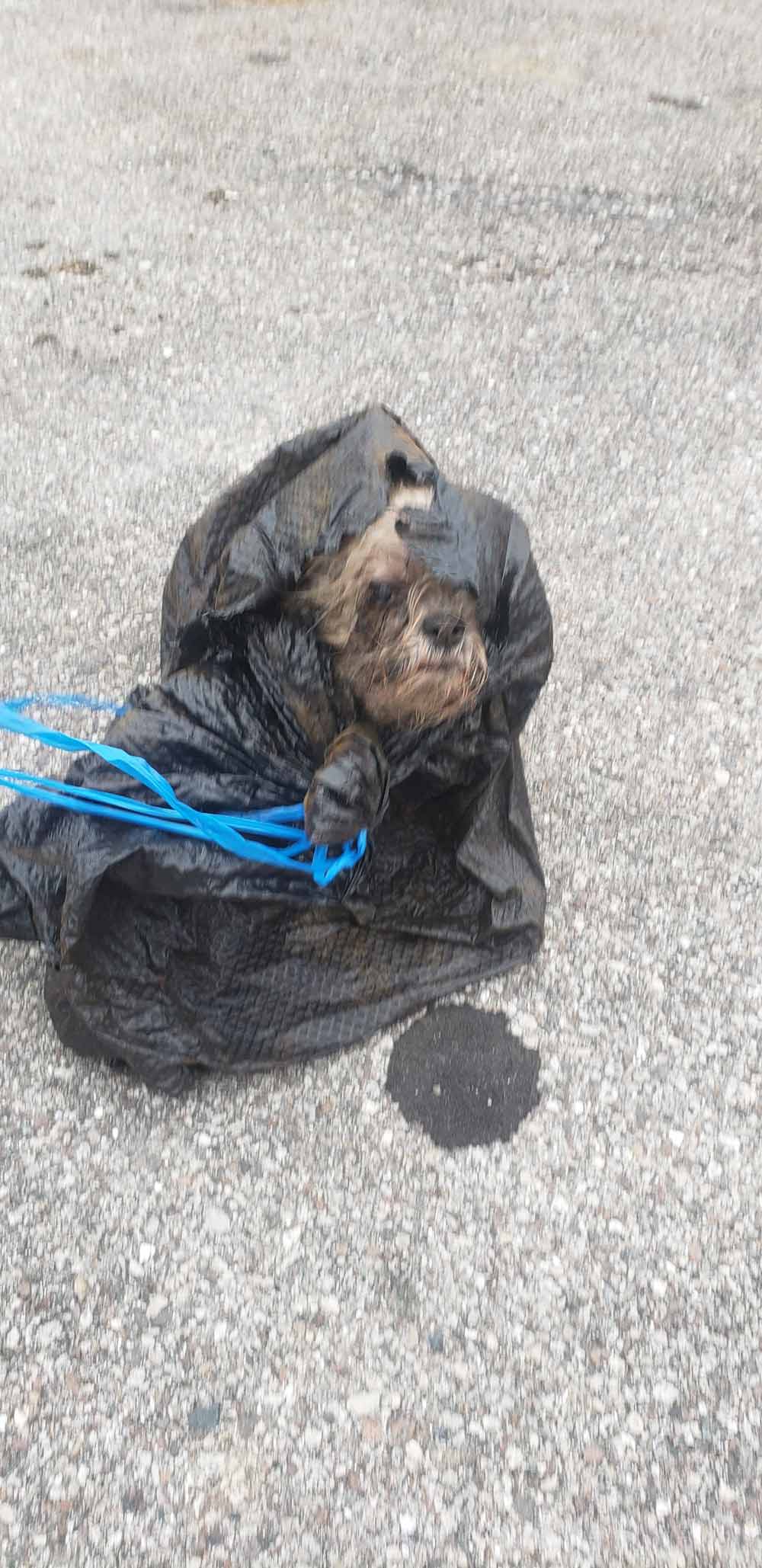 Xyla encontrada en un contenedor