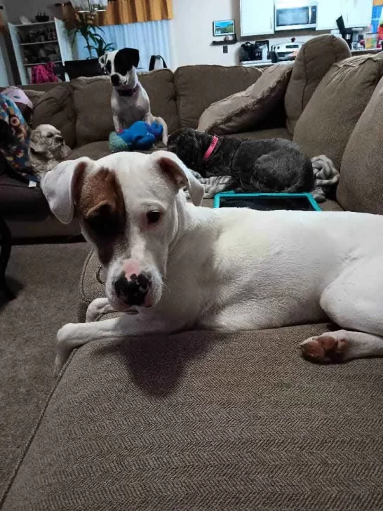 Imelda con otros perros en el sofá