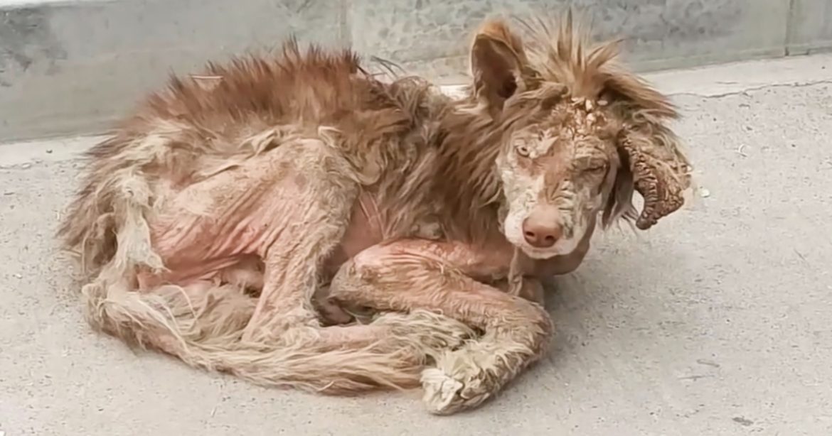 Imagen del perro tras el rescate