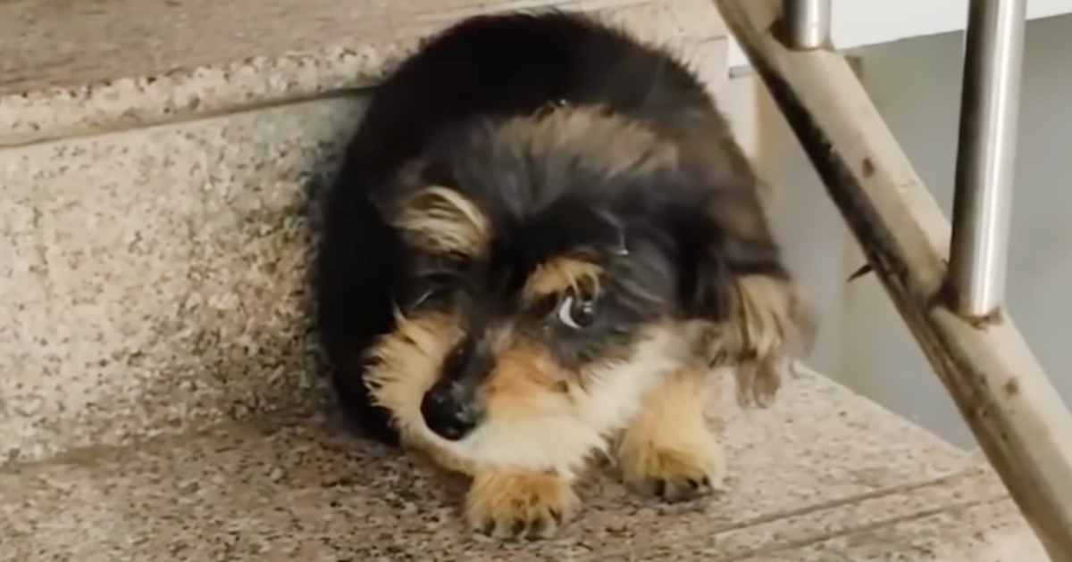 Foto del cachorro