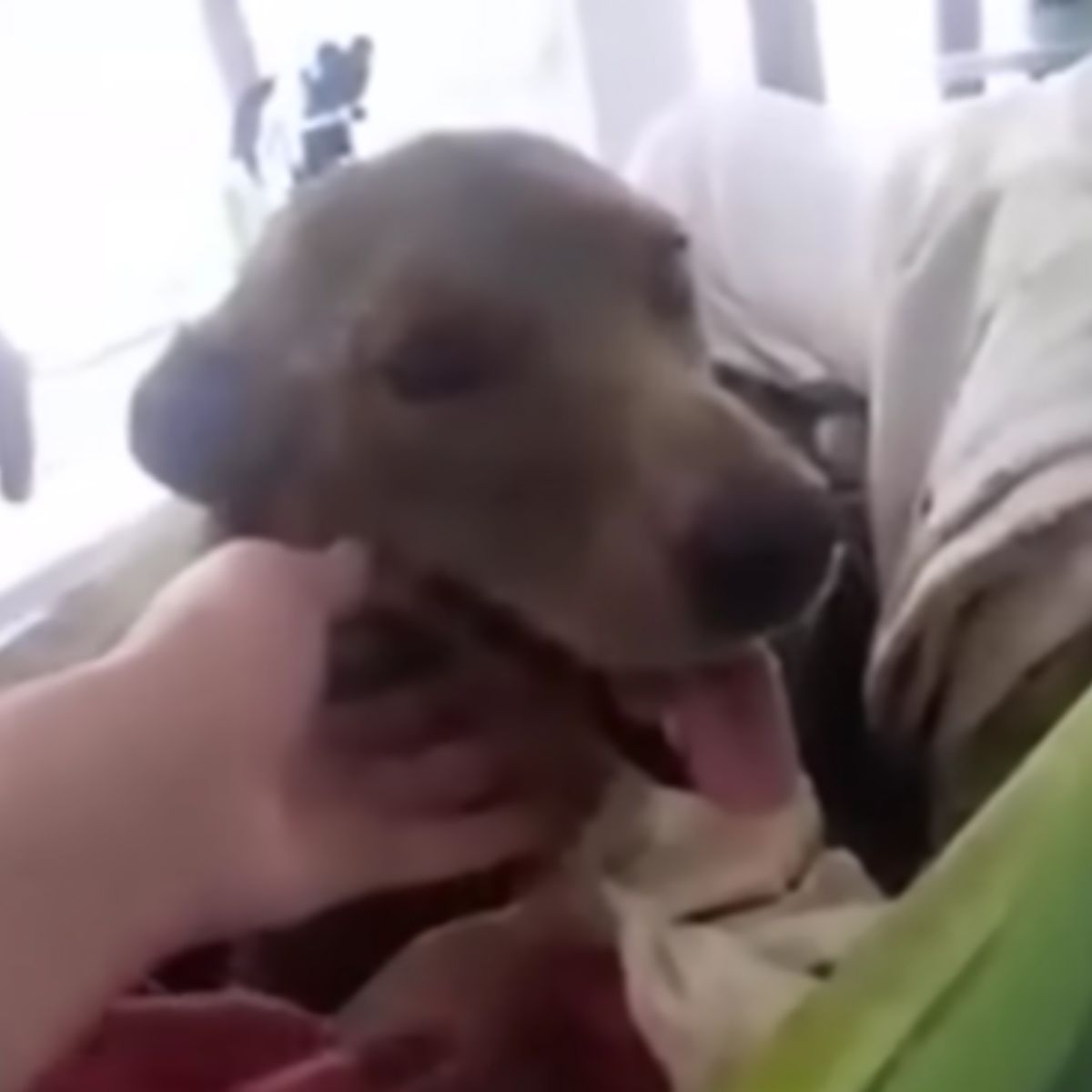 Perra feliz en hogar