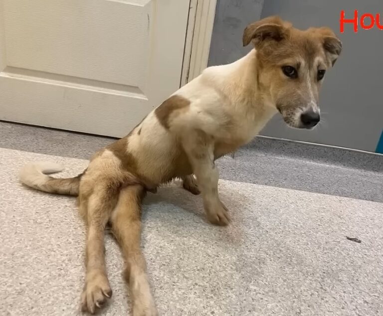 Después de la cirugía, Lucky comienza la rehabilitación