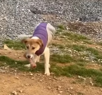 Lucky rodeado de cariño