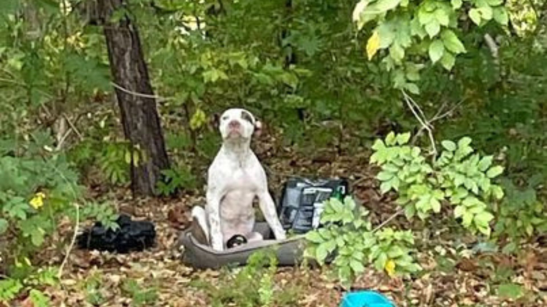 Cachorro indefenso con pata rota