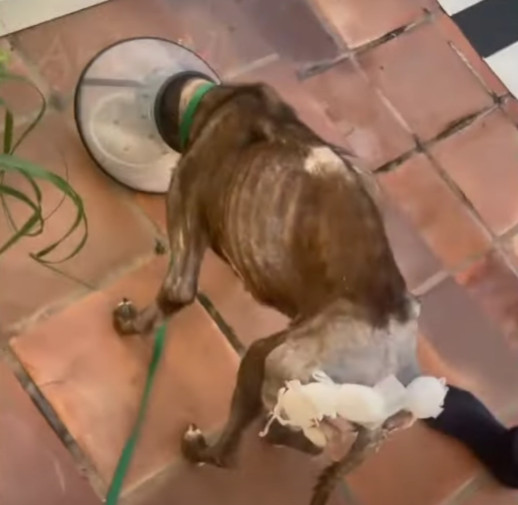 perro en clinica veterinaria