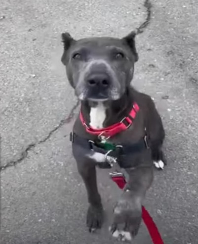 perro recuperado durante su proceso