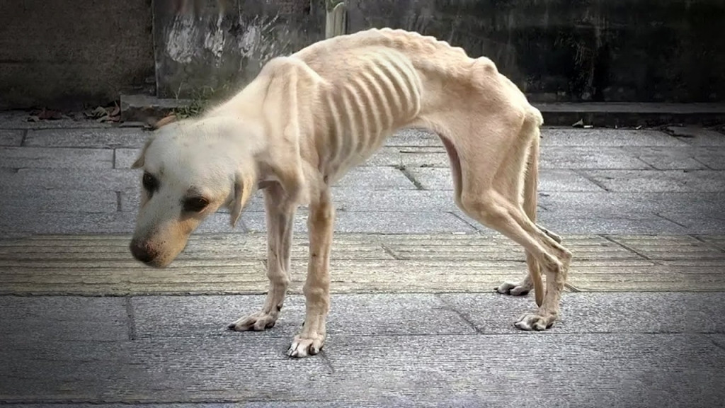 Perro rescatado en recuperación
