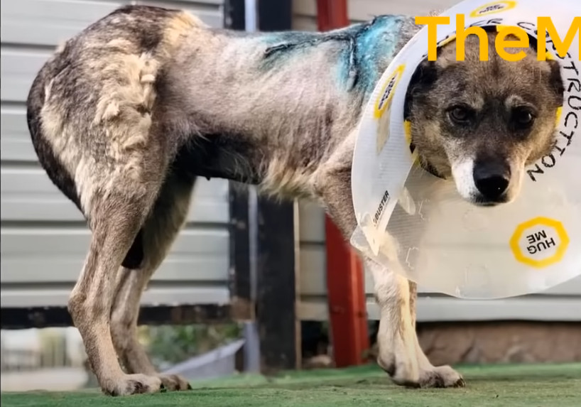 Recuperación postoperatoria