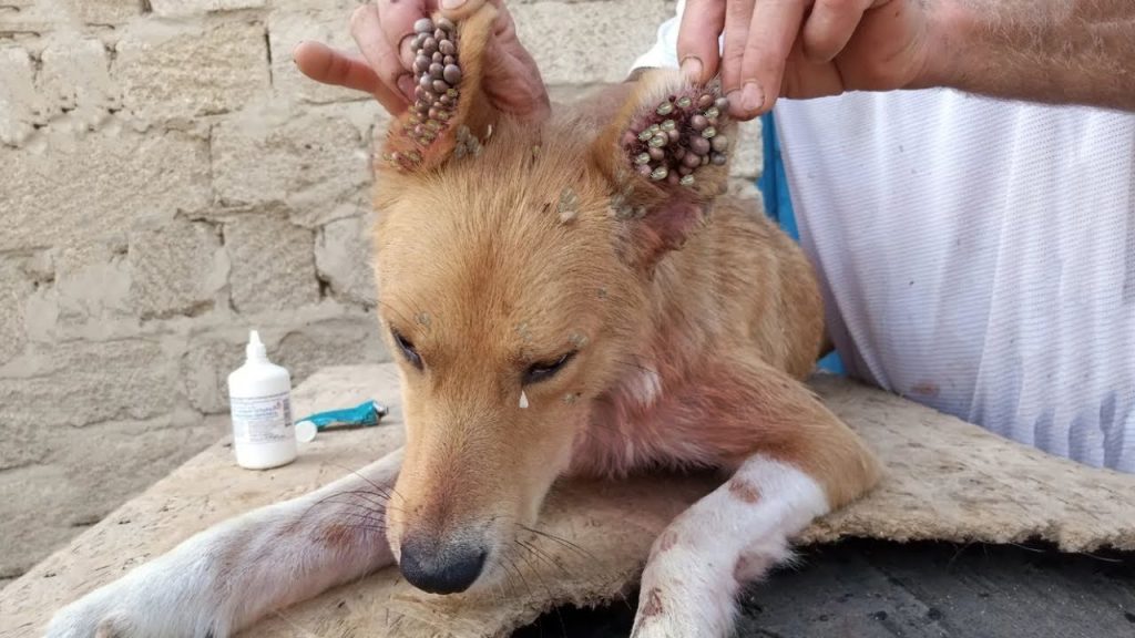 Nala comenzando a confiar