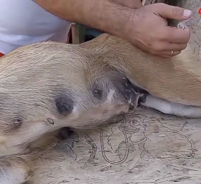 Nala recuperándose con cariño