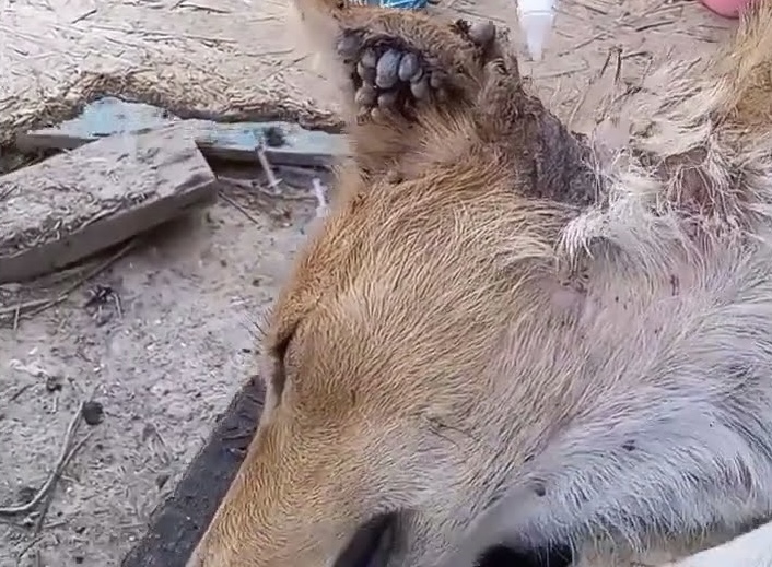 Estado de Nala al momento del rescate