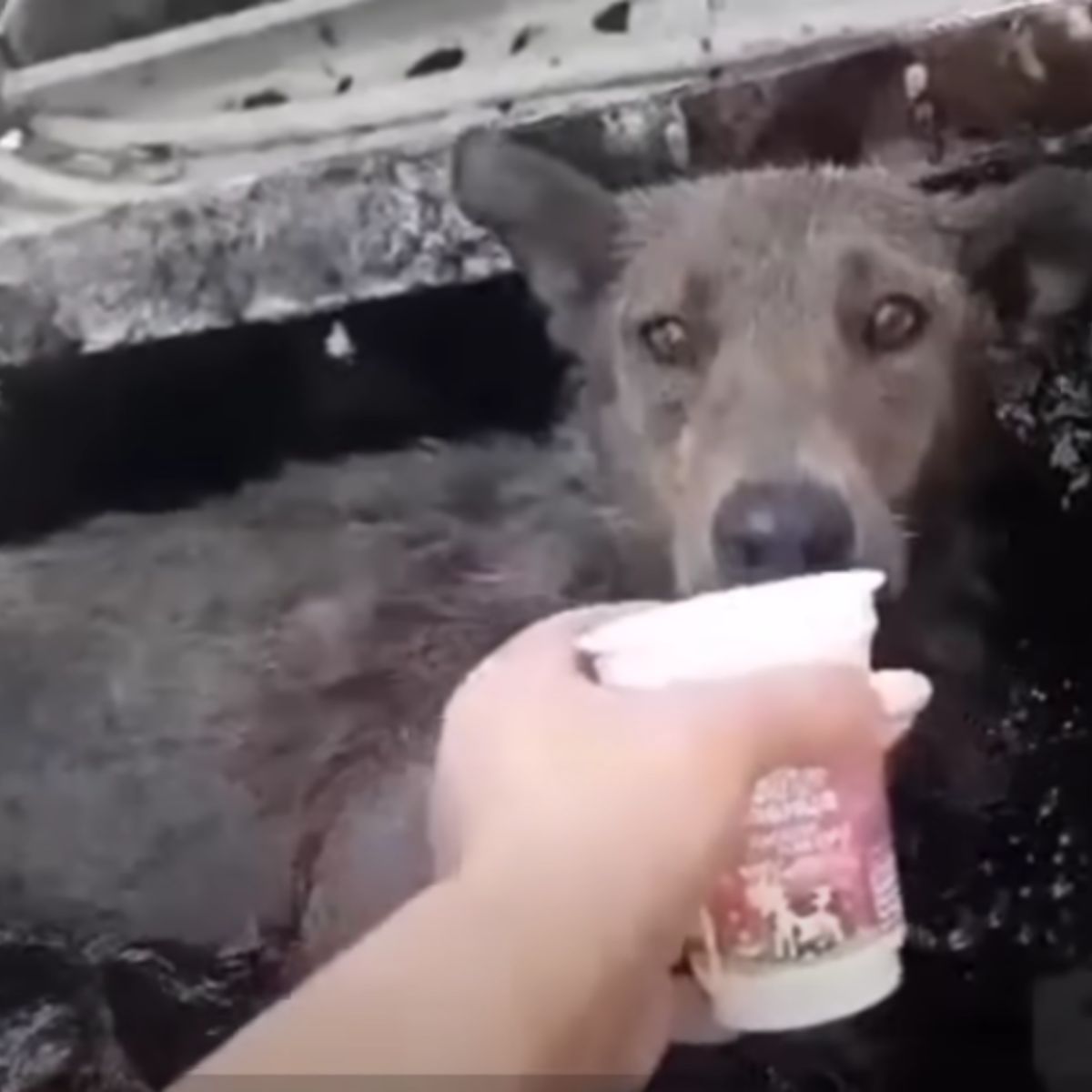 Madre perra mirando comida