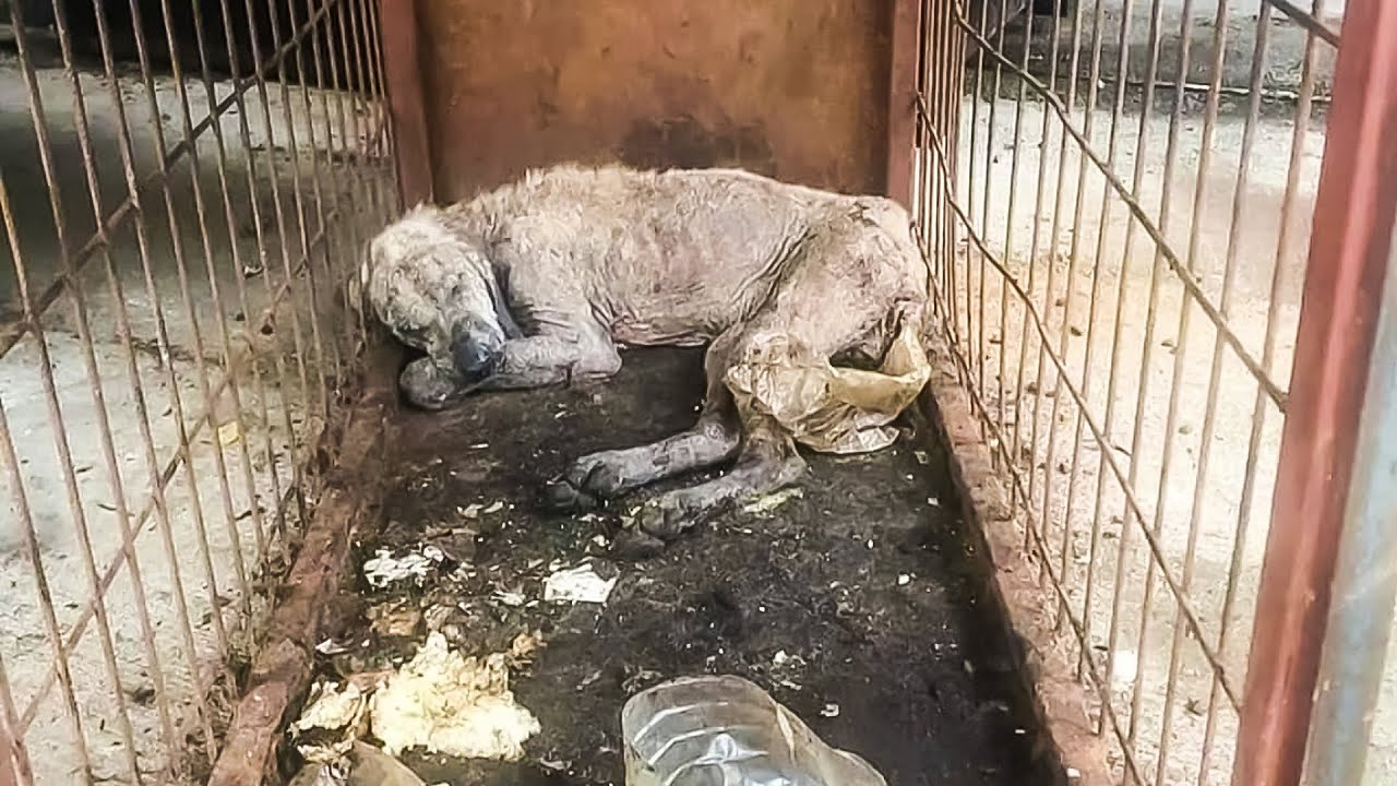 Perro en recuperación