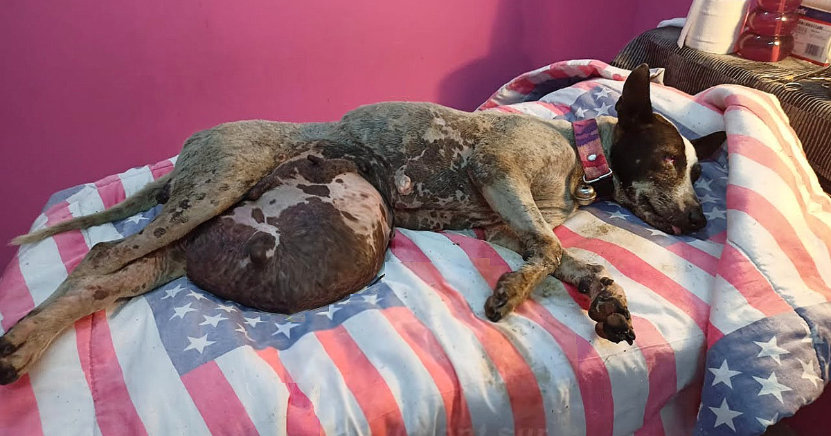 Ecografía detectó cachorros