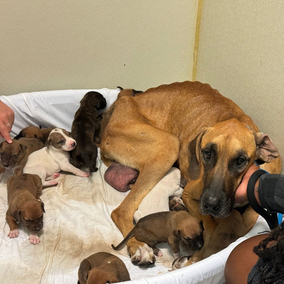 madre con varios cachorros