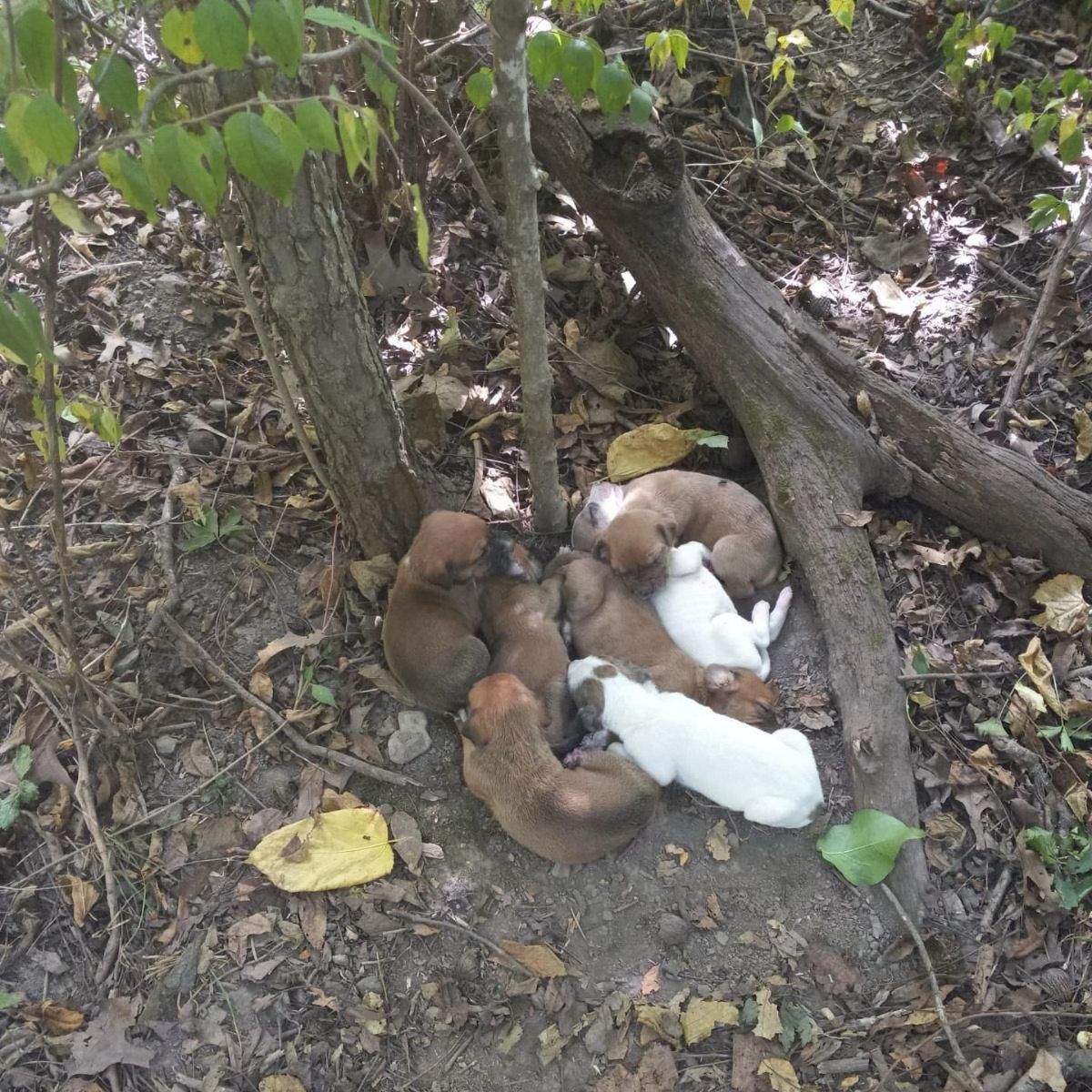 cachorros acostados junto a un árbol