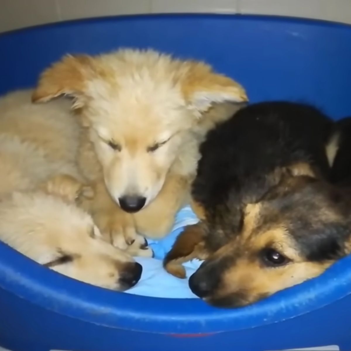 Cachorros acurrucados