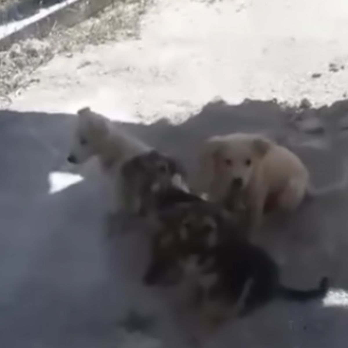 Cachorros junto a la madre