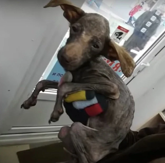 Perro envuelto en abrigo recuperándose