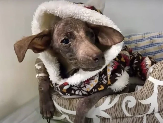Perro jugando con su peluche tras recuperación