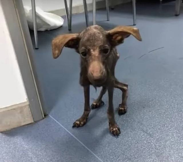 Perro rescatado durante recuperación