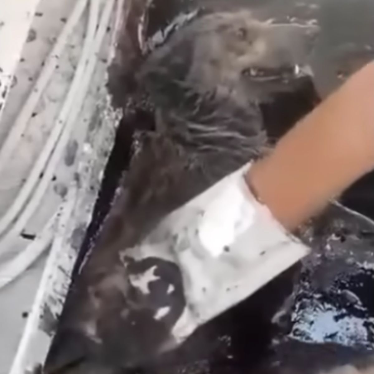 Rescatista sacando a la perra del asfalto