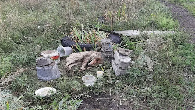Perro rescatado