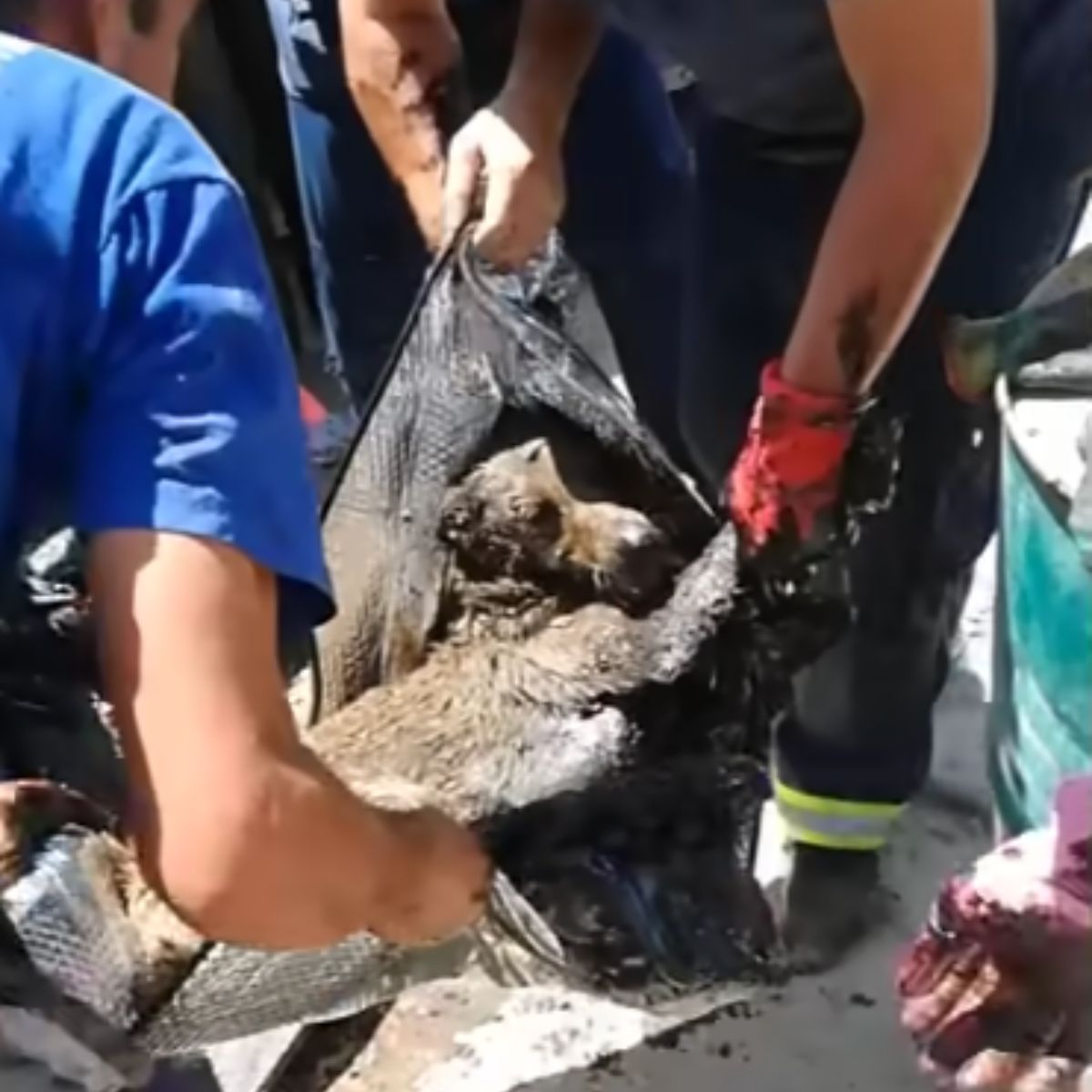 Equipo de rescate asistiendo a la perra