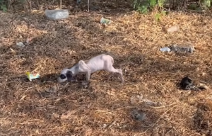 Perrita abandonada