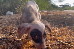 Cachorra comiendo con hambre